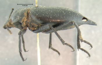 Media type: image;   Entomology 4579 Aspect: habitus lateral view